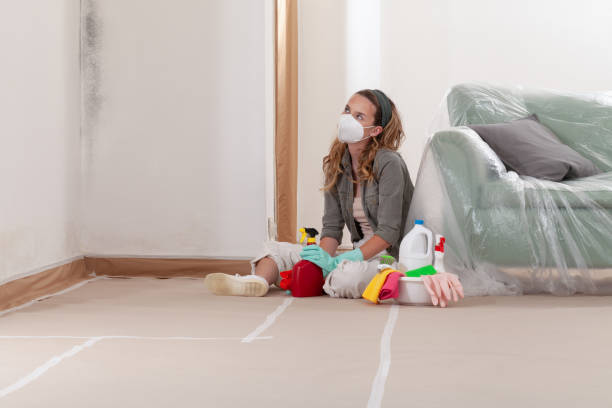 Reliable Black Mold Remediation contractor in Hewlett, NY by 24 Hour Mold Removal