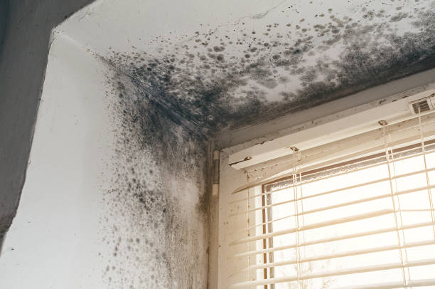 Affordable Black Mold Remediation solutions in Hewlett, NY